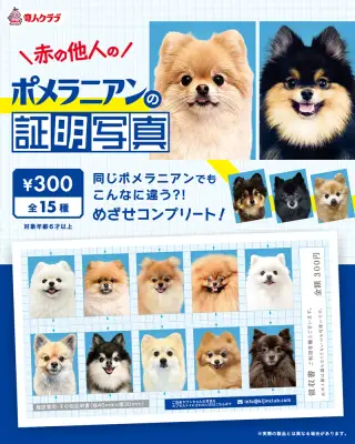 赤の他人のポメラニアンの証明写真の画像