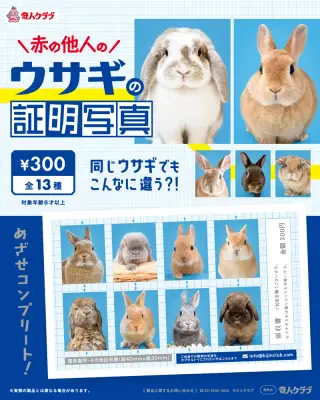 赤の他人のウサギの証明写真の画像