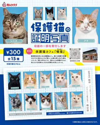 保護猫の証明写真の画像