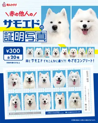 赤の他人のサモエドの証明写真の画像