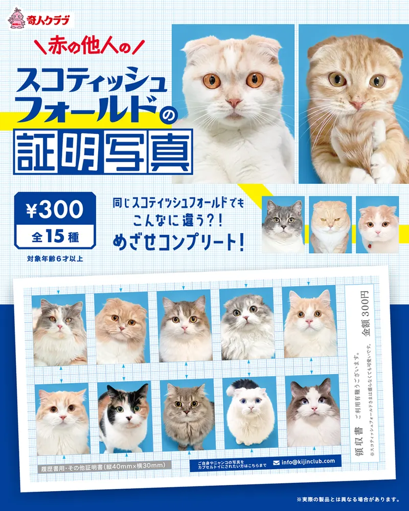 赤の他人のスコティッシュフォールドの証明写真(画像)