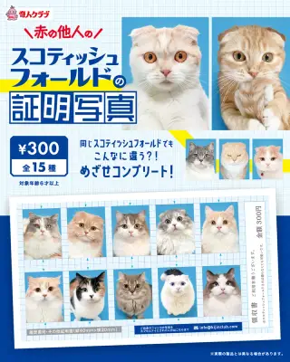 赤の他人のスコティッシュフォールドの証明写真の画像
