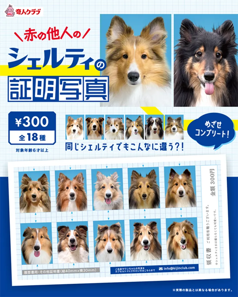 赤の他人のシェルティの証明写真(画像)