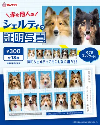 赤の他人のシェルティの証明写真の画像