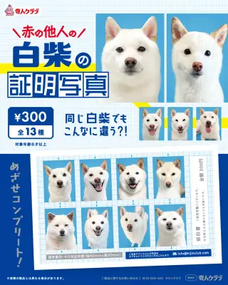赤の他人の白柴の証明写真の画像