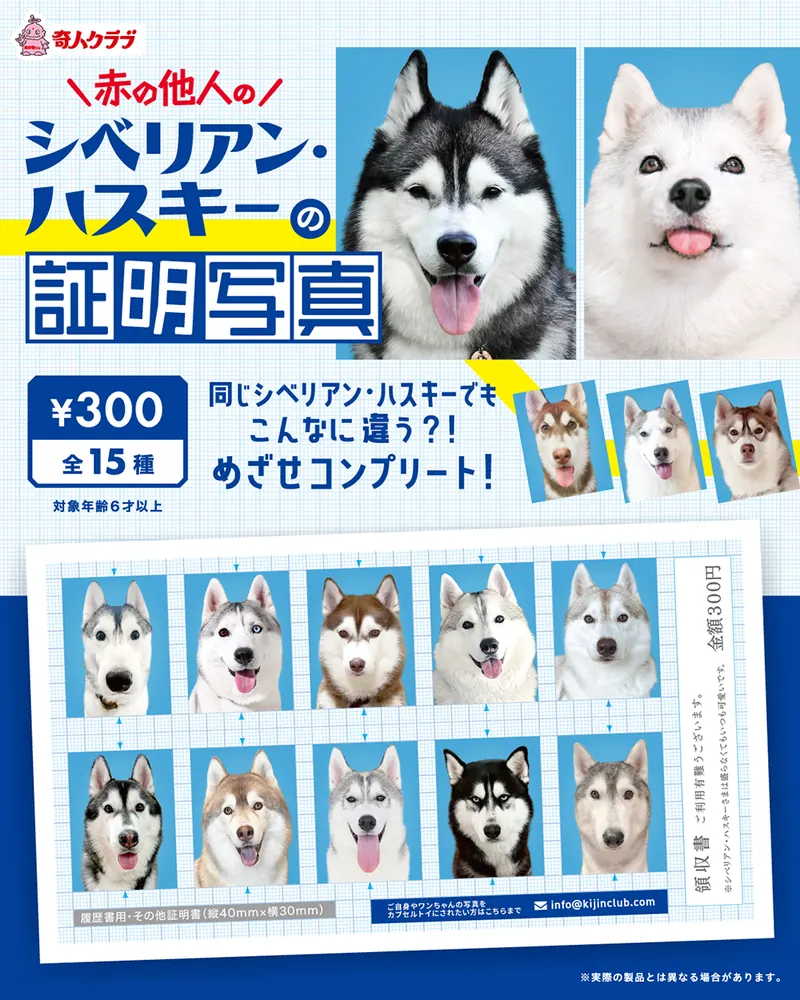シベリアン・ハスキーの証明写真(画像)