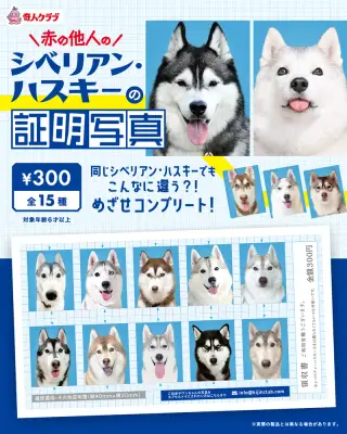 シベリアン・ハスキーの証明写真の画像