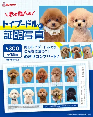 赤の他人のトイプードルの証明写真の画像
