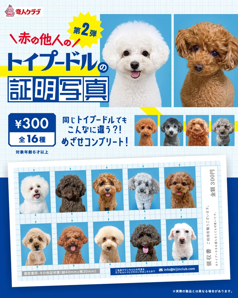 赤の他人のトイプードルの証明写真 第2弾(画像)