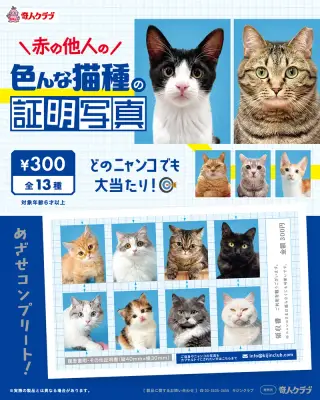 赤の他人の色んな猫種の証明写真の画像