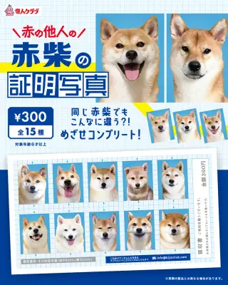 赤の他人の赤柴の証明写真の画像