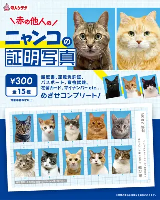 赤の他人のニャンコ証明写真の画像