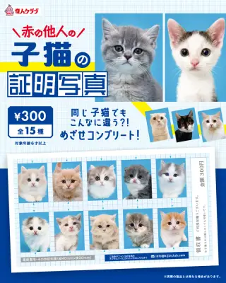 赤の他人の子猫の証明写真の画像