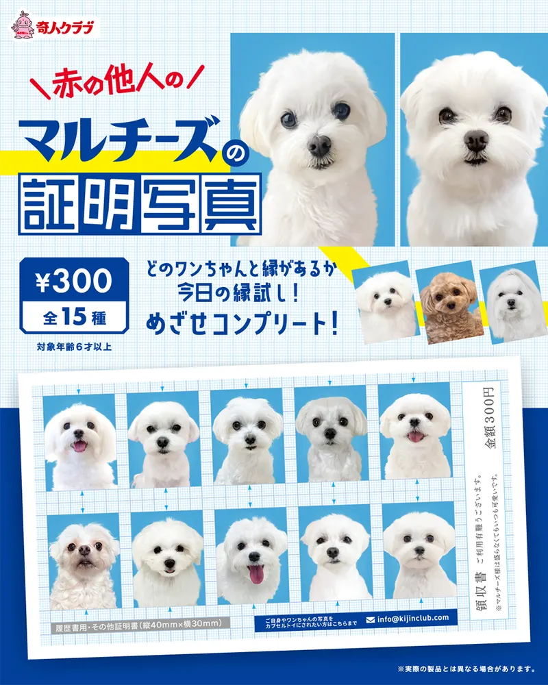 赤の他人のマルチーズの証明写真(画像)