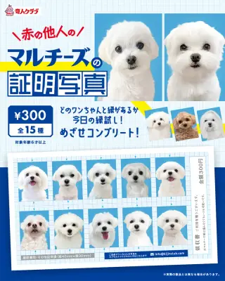 赤の他人のマルチーズの証明写真の画像