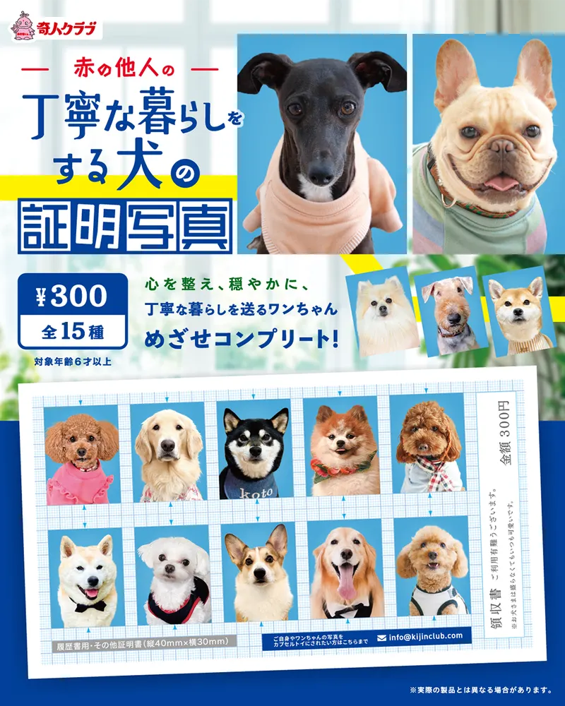 赤の他人の丁寧な暮らしをする犬の証明写真(画像)