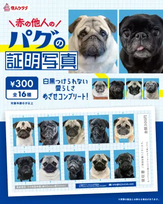 赤の他人のパグの証明写真の画像