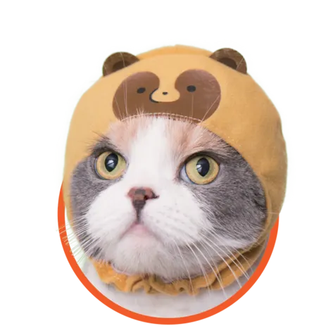 かわいい かわいい ねこのかぶりもの タヌキとキツネ ラインナップ 3
