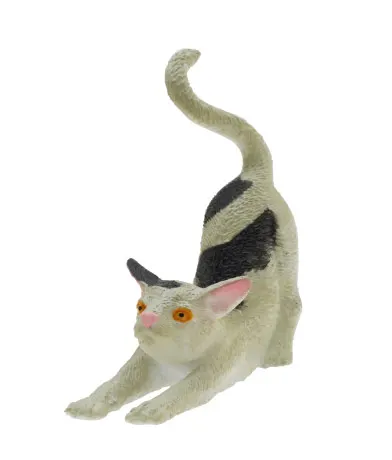 中国の可愛い猫 ラインナップ 6