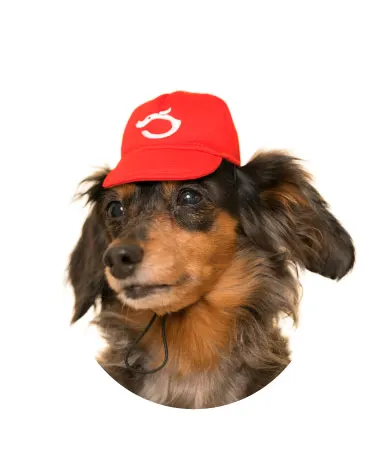 かわいい かわいい 犬の野球チーム ラインナップ 3