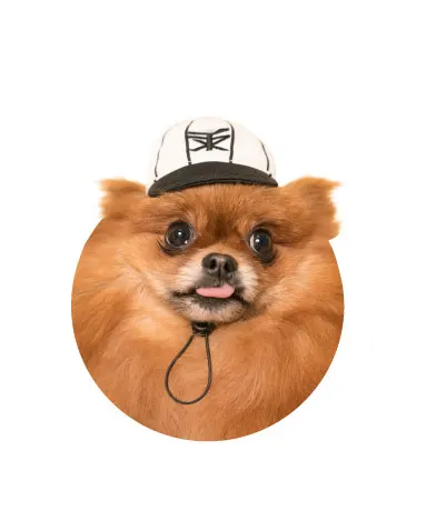 かわいい かわいい 犬の野球チーム ラインナップ 5