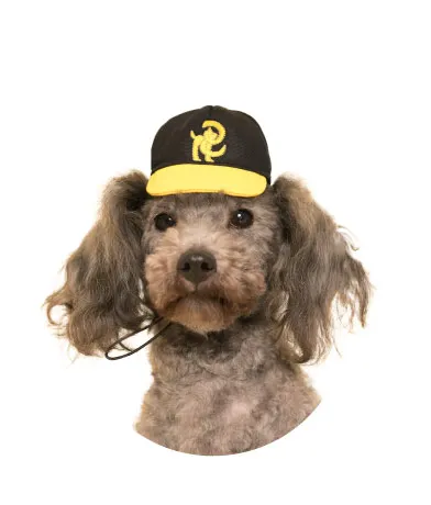かわいい かわいい 犬の野球チーム ラインナップ 6