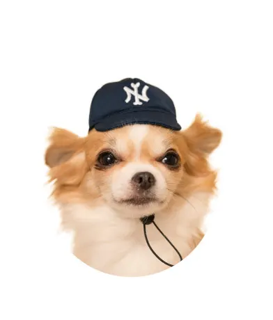 かわいい かわいい 犬の野球チーム ラインナップ 7