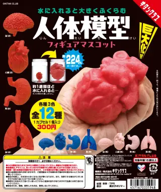 水に入れると大きくふくらむ 人体模型フィギュアマスコットの画像