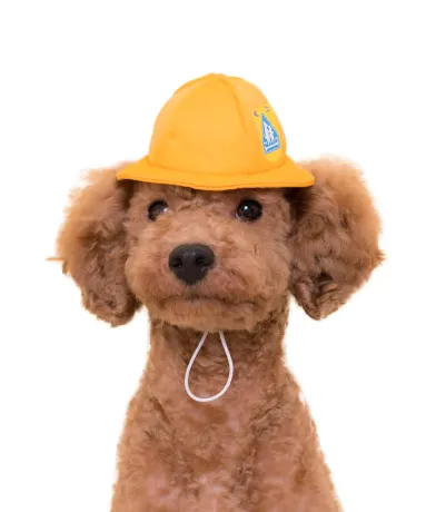 かわいい かわいい 犬の一年生 ラインナップ 2