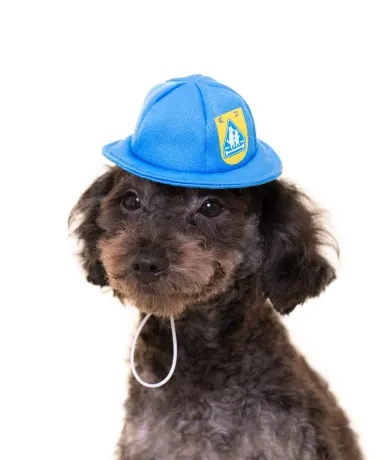 かわいい かわいい 犬の一年生 ラインナップ 3