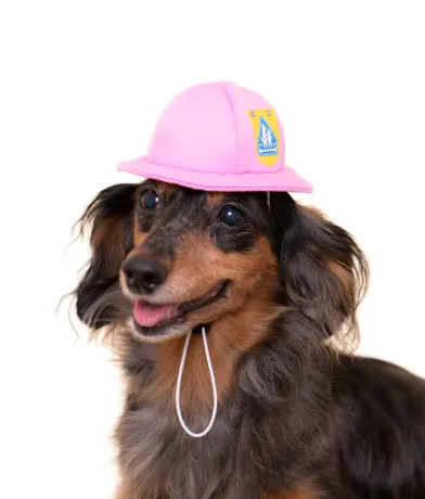 かわいい かわいい 犬の一年生 ラインナップ 4