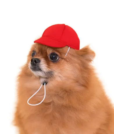 かわいい かわいい 犬の一年生 ラインナップ 5
