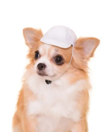 かわいい かわいい 犬の一年生 ラインナップ 6