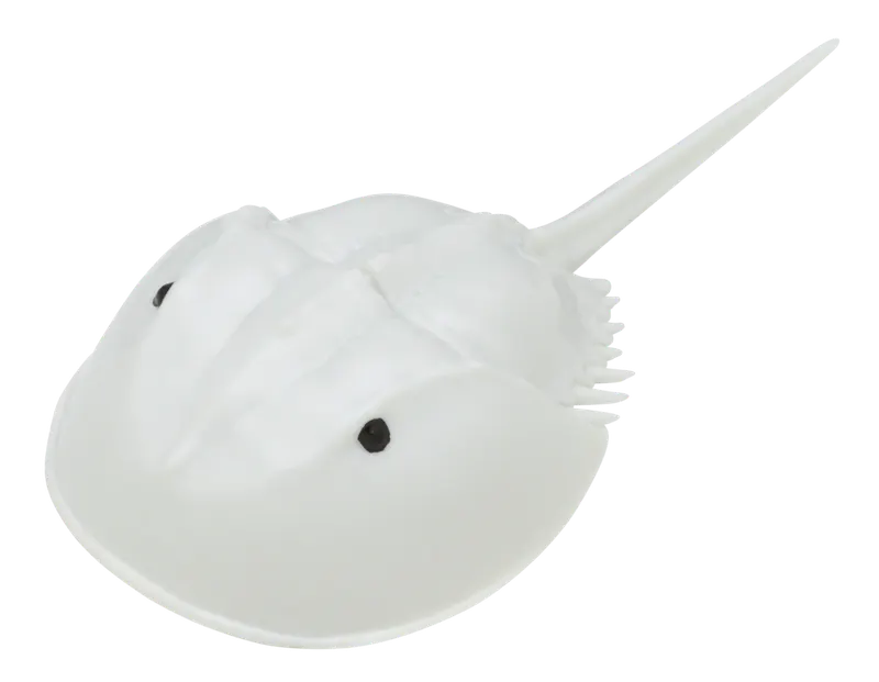 プルバックカブトガニ ラインナップ 4