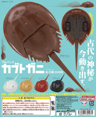 プルバックカブトガニの画像