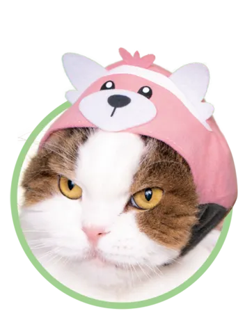 かわいい かわいい ねこのかぶりもの ポケットモンスター2 ラインナップ 4