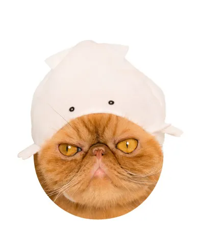 かわいい かわいい ねこの水族館 ラインナップ 4