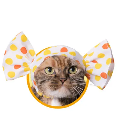 かわいい かわいい ねこキャンディちゃん ラインナップ 4