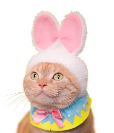 かわいい かわいい ねこイースターちゃん ラインナップ 2