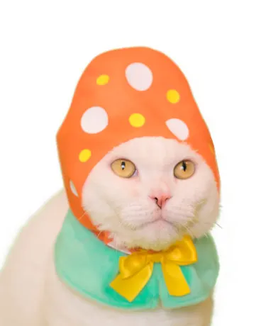 かわいい かわいい ねこイースターちゃん ラインナップ 5