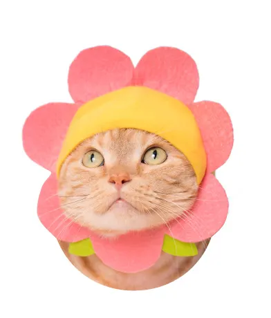 かわいい かわいい ねこフラワーちゃん ラインナップ 2