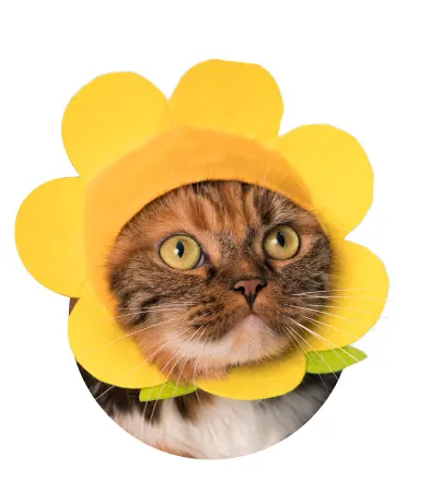 かわいい かわいい ねこフラワーちゃん ラインナップ 4
