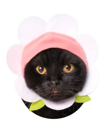 かわいい かわいい ねこフラワーちゃん ラインナップ 6