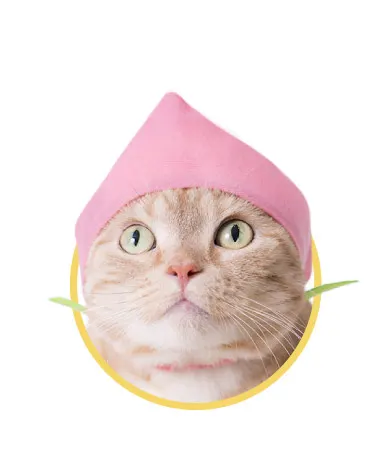 かわいい かわいい ねこフルーツちゃん2 ラインナップ 5
