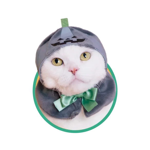 かわいい かわいい ねこハロウィンちゃん 〜パーティーカラー〜 ラインナップ 4