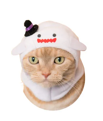 かわいい かわいい ねこハロウィンちゃん ラインナップ 3