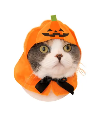 かわいい かわいい ねこハロウィンちゃん ラインナップ 5