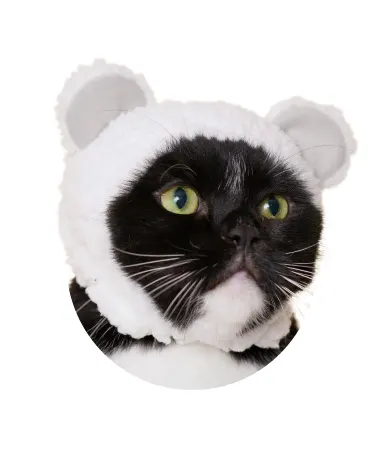 かわいい かわいい ねこくまちゃん ラインナップ 3