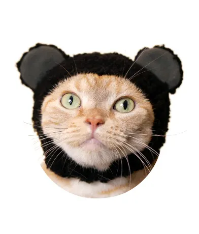 かわいい かわいい ねこくまちゃん ラインナップ 4
