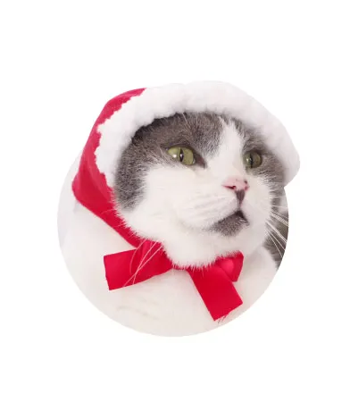 かわいい かわいい ねこずきんちゃん ラインナップ 2